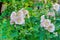 Tender mallow Malvaceae, Alcea Rosea, common hollyhock