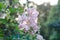 Tender mallow Malvaceae, Alcea Rosea, common hollyhock flowers