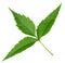 Tender medicinal neem leaves