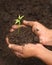 Tender medicinal neem plant