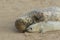 A tender moment with a Grey Seal Halichoerus grypus mum and her newly born pup lying on the beach.