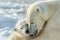 Tender Moment Between Polar Bear and Cub in the Arctic Wilderness