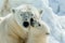 Tender Moment Between Polar Bear and Cub in the Arctic Wilderness