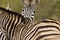 A tender moment for two zebras in the bush , Kruger National park, South Africa