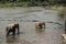 Tender Moments of a Young Elephant and Mother at Pinnawala Sri Lanka