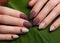 Tender neat manicure on female hands on green leaves background. Nail design