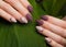 Tender neat manicure on female hands on green leaves background. Nail design