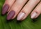 Tender neat manicure on female hands on green leaves background. Nail design