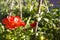 Tender orange rose with bud grows in garden, selective focus