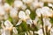 Tender pale yellow flowers of iris or fleur-de-lis in summer morning sun backlight, environmental colorful blur background