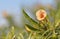 Tender peach tropical flower in green leaves against the blue sky