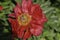 Tender peony flower beginning to wither on the top of a shrub in the street