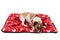 Tender pet dog; lying on pet mattress