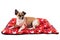 Tender pet dog; lying on pet mattress
