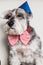 Tender pet - miniature Dog Schnauzer