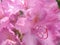 Tender pink blured floral background