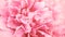 Tender pink closeup peony long banner