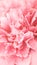 Tender pink closeup peony long banner