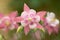 Tender pink flower of Aquileia Columbine close-up