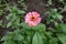 Tender pink flowerhead of Zinnia elegans