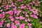 Tender pink flowers of Catharanthus roseus