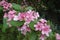 Tender pink flowers of Weigela florida