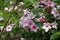 Tender pink flowers of weigela in spring