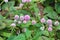 Tender pink flowers of wild Persicaria capitata. Forest after rain on the island of San Miguel, Portugal, Azores