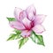 Tender pink magnolia flower with exotic tropical leaves watercolor illustration. Hand drawn lush spring blossom with fresh bright
