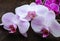 Tender pink orchid flowers closeup