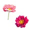 Tender pink poppy and Mona Lisa flower