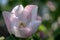 Tender pink quince flower