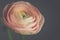 Tender pink ranunculus flower