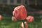 Tender pink tulip sort