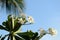 Tender plumeria flowers blooming in the summer garden on a bright sunny day