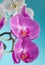 Tender purple flowers orchids on a blue background