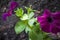 Tender purple petunia flowers are blossom in the garden on the dark background