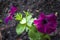 Tender purple petunia flowers are blossom in the garden on the dark background