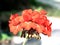 Tender red flower pelargonium cranesbill