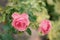 Tender roses on rosebush