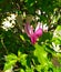 Tender rosy flower of a magnolia tree