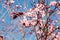 Tender sakura blossom, closeup of branch with pink and white flowers and red foliage, bright blue sky