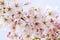 Tender Sakura or cherry tree flowers blossom in spring