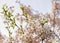 Tender Sakura or cherry tree flowers blossom springtime sunny day