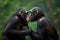 Tender scene of two bonobo chimpanzees kissing. Amazing African Wildlife. Generative Ai