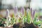 Tender shoots of crocus flowers by early springtime