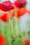 Tender shot of red poppies