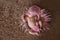 Tender sleeping newborn baby in pink cap