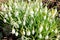 Tender snowdrop blossoms in the early morning