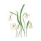Tender snowdrop flowers isolated on white background. Detailed drawing of spring woodland wild perennial flowering plant